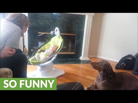 Dog extremely jealous of new baby