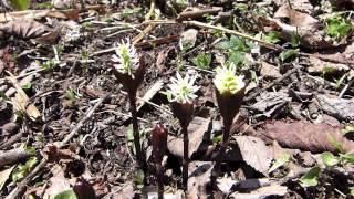 一人静【静御前】春の花