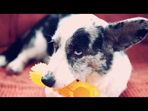 ХАЙП РАЗОБЛАЧИЛИ! Собаки и коты Тайная Жизнь Домашних Животных и зоопарк Magic Family