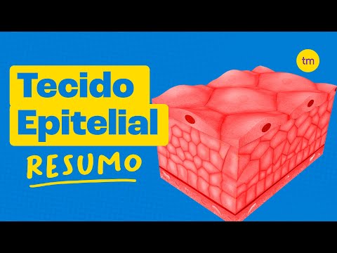 TECIDO EPITELIAL | Conheça os TIPOS e FUNÇÕES