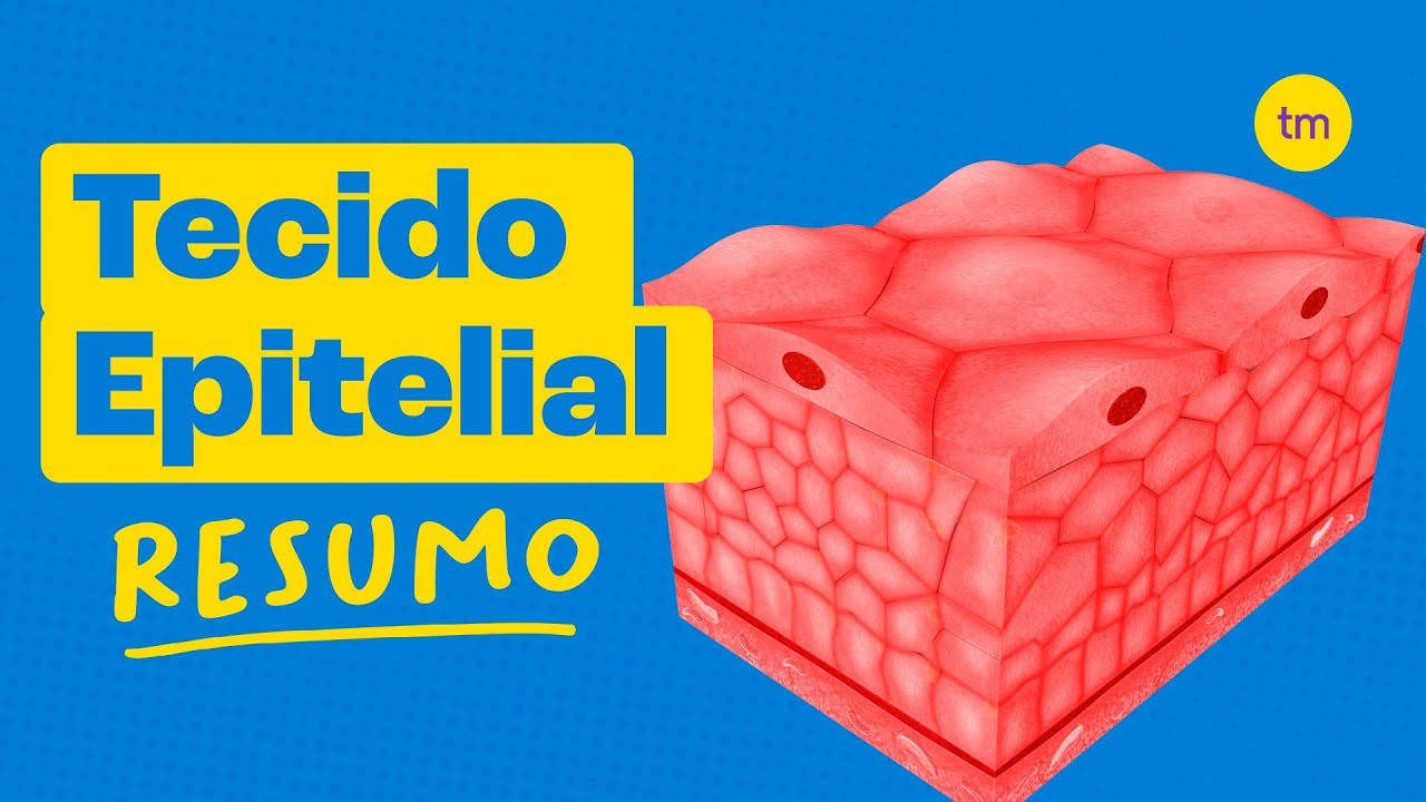 Tecido Conjuntivo | Características, tipos e funções\, image size:1280x720