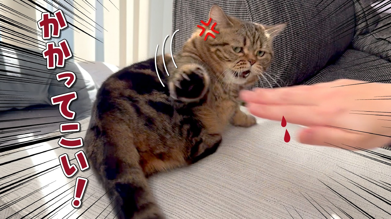 ふわふわの愛猫を愛でようをしたらまさかの事件が起きました！