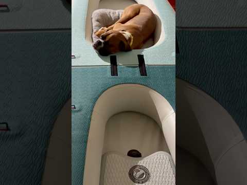 Sleeping on a sup kayak! #paddleboard #kayak #dogsnoring #boxerpuppy