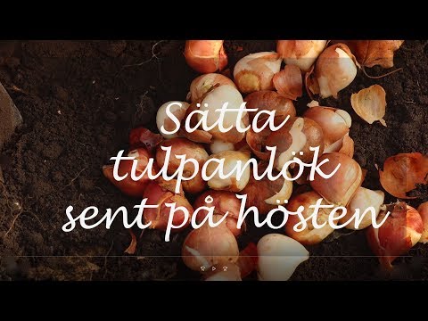 Sätta tulpaner sent på hösten