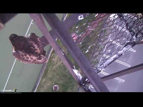 Fledgling "I2" Takes Off From Nesting Platform – June 15, 2019