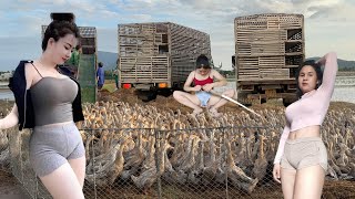 Download lagu Trucks arrive at the fields to transport tens of thousands of ducks to new rice fields. mp3 Download lagu Trucks arrive at the fields to transport tens of thousands of ducks to new rice fields. mp3