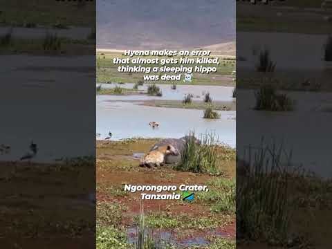 Hyena thinks Hippo is Dead and almost get COOKED