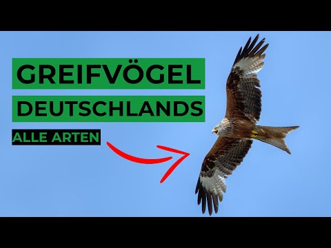 Greifvögel Deutschlands sicher bestimmen
