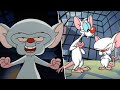 Pinky And The Brain Best Moments