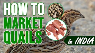 From Farm to Market: How to Successfully Sell Quails in India #poultryfarming | Modern Agriculture
