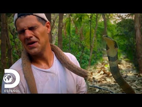 Al encuentro con las serpientes más letales de Asia | Wild Frank en India | Discovery en Español
