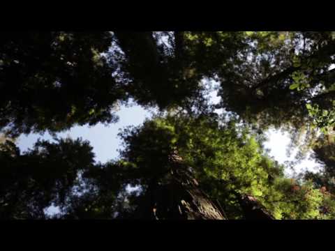 Canopy of tall pine trees