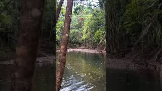 Uncle Brian Cape Tribulation day tour #unclebrian #daintree #crocterritory #northqueensland