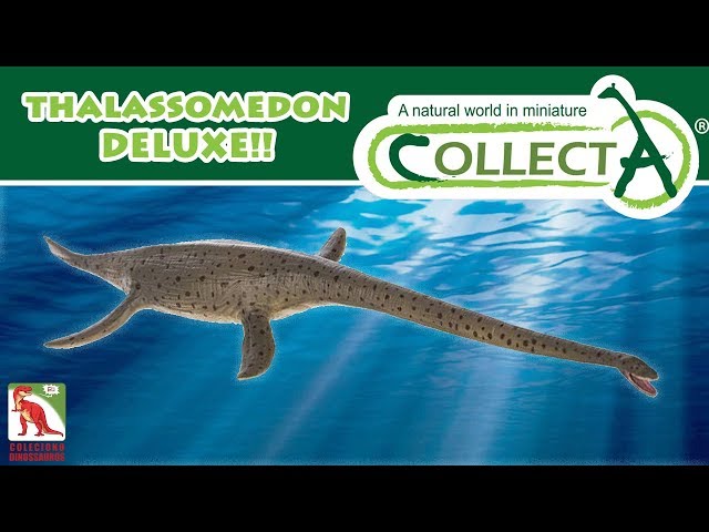 Video Pronunciation of thalassomedon in English