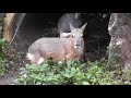 Patagonian Cavy