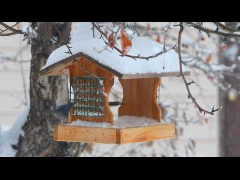 Bluejay Feeding in Winter