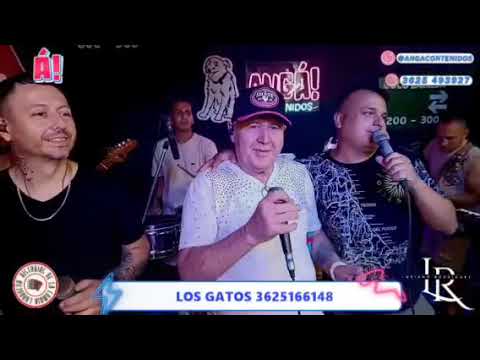 Los Gatos En Vivo -"Historia de La Cumbia Chaqueña" - Último Programa 2025