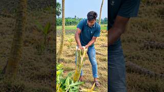 Download lagu This is how you grow dozens of papaya plants! 😨 #papaya #agriculture mp3