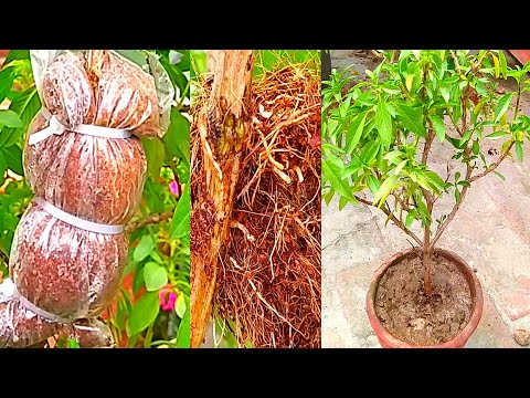 air layering Niazbo Tulsi Basil plant | How to do Air layering for any plants