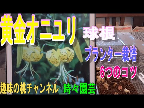 オニユリ 植物