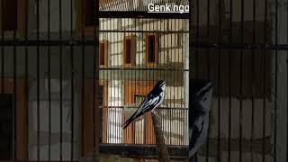 Download lagu kapasan kemiri gacor mp3