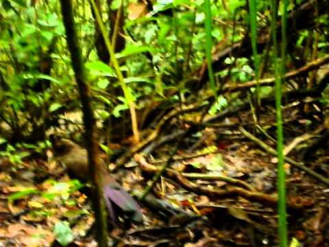 Rufous- Vented Ground Cuckoo
