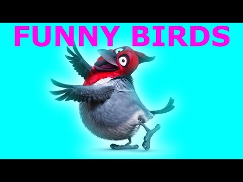 Funny birds laugh at people.