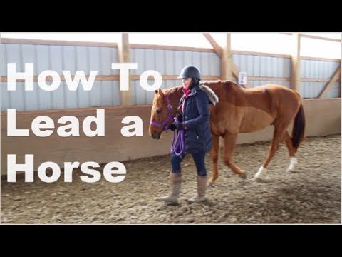 YouTube video about: What side do you walk a horse on?
