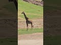 Masai Giraffe Encounter San Diego Zoo Safari Park Tram Tour