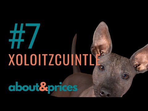 Funny Dog - Xoloitzcuintle Dog - Xolo