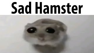 Sad Hamster