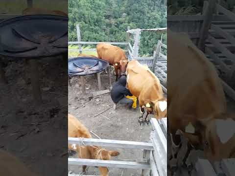 ganadera Jersey de la jagua de Ibirico colombia