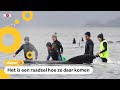 Al bijna 500 walvissen in de problemen