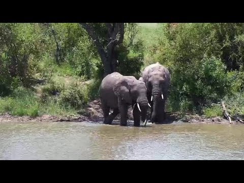 Djuma: Two Elephants go for a swim - 11:55 - 02/07/2020