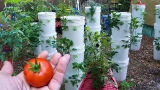 The Genius of Off Grid Kratky Hydroponics