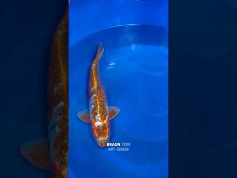 Video Vorschau Big Scale Doitsu Ginrin Chagoi