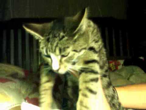 Cat dances to Paralyzer
