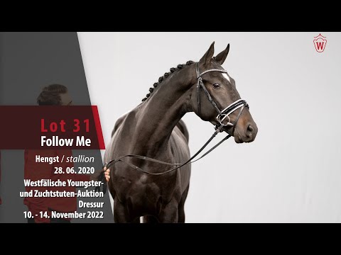 Online-Auktion Lot 31 Follow me Hengst v. Fürst Samarant - Lauries Crusador xx