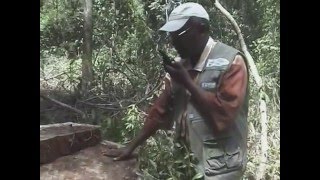 L'Observation Indépendante des forêts par la Société Civile et les Communautés au Cameroun_Film