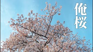 俺桜 〜自己陶酔男、お花見にて舞う〜