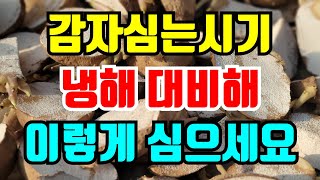 감자심는시기 하지감자 깊이 심어야하는 이유