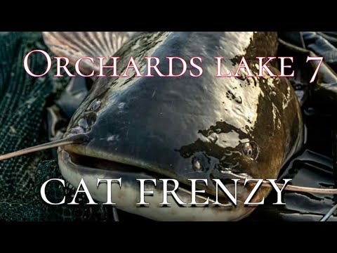 48 hrs orchards lake 7 cat fishing frenzy