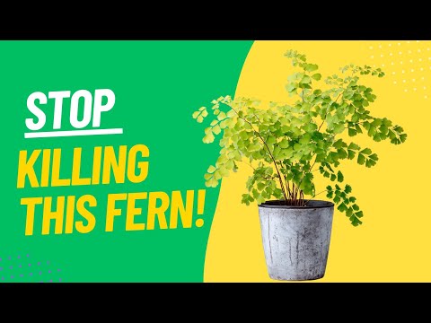 Why Your Maidenhair Fern Hates You | Care Tips to Keep It Alive (Finally!) | MOODY BLOOMS