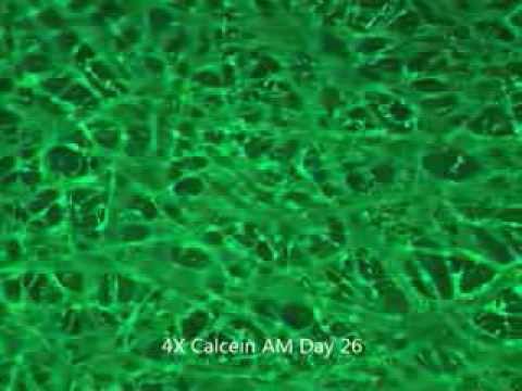 SeedEZでの肝臓3D細胞培養モデル (Liver 3D cell culture model in SeedEZ)