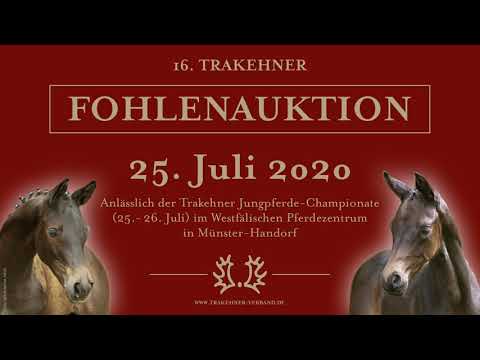 Mittagspräsentation Fohlenauktion