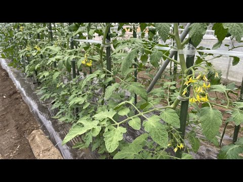 2022年のトマト用イラクサ肥料を準備する