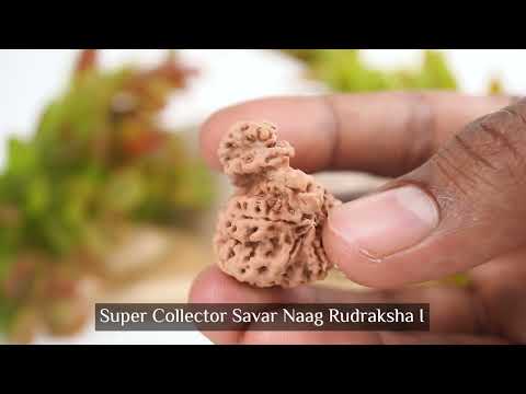 Rudraksha Product Image
