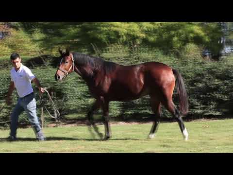 002   DOG INDY - TEETH OF THE DOG y DECISIVE