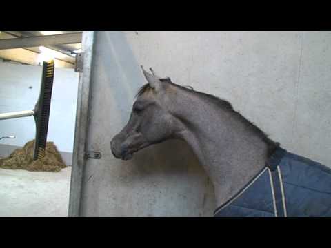 Masdar Moniscione - yearling footage