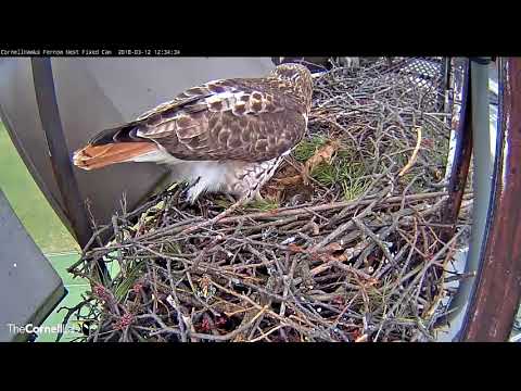 Arthur Arrives with Vole, Big Red Picks It Up — Mar 12, 2018
